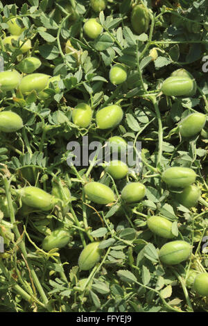 Gemüse und Hülsenfrüchte Küken Erbsen Cicer Arietinum Schoten hängen Werk in Feld Stockfoto