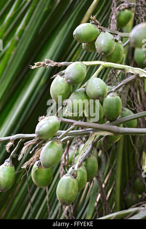 Rohe grüne Betelnuss Areca Catechu auf Palme; Guwahati; Assam; Indien Stockfoto