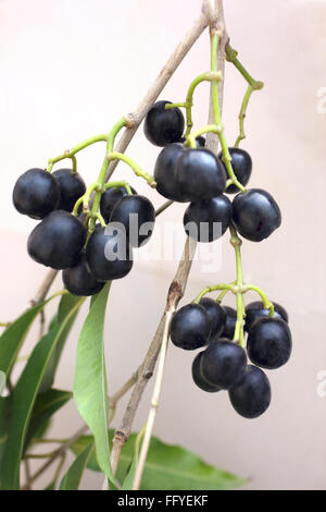 Früchte; Java-Pflaume Syzygium cumini Stockfoto