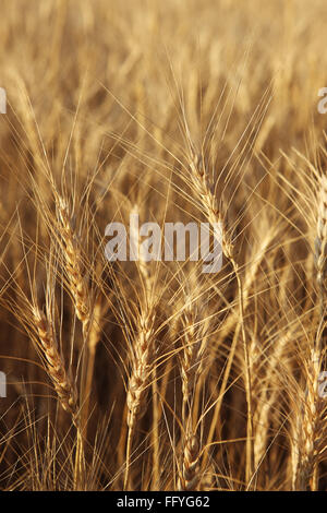 Goldener Weizen Triticum Aestivum; Madhya Pradesh; Indien Stockfoto