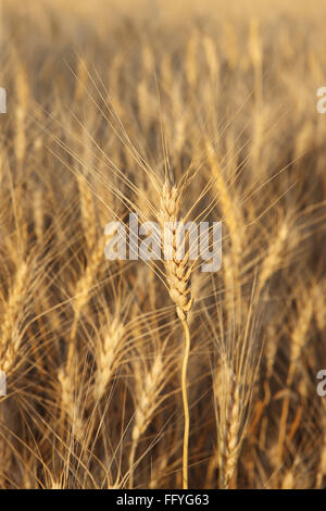 Goldener Weizen Triticum Aestivum; Madhya Pradesh; Indien Stockfoto