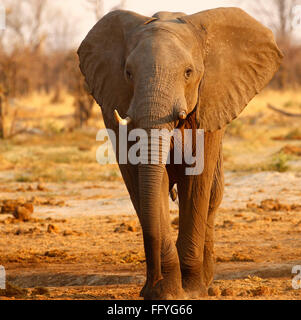 Loxodonta Africana Tembo oder Nduvo sind die größten Pflanzenfresser wildes Tier in der Welt Stockfoto