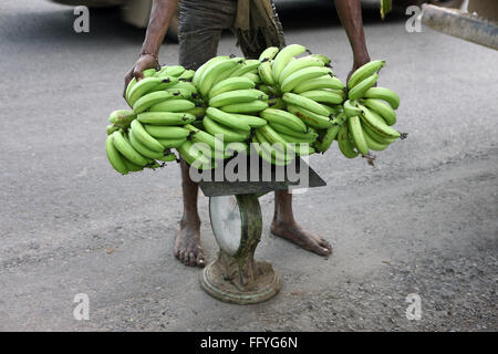 Gewichtung der Banane Trauben Musa paradiesischen; Gujarat; Indien Stockfoto