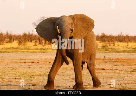 Loxodonta Africana Tembo oder Nduvo sind die größten Pflanzenfresser wildes Tier in der Welt Stockfoto