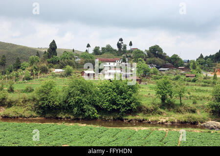 Kartoffelfeld in Shillong; Meghalaya; Indien Stockfoto