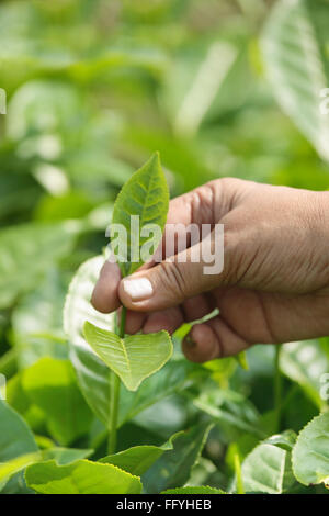 Frau zupfen Tee Blätter; Assam; Indien Stockfoto