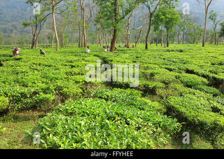 Frau, die Teeblätter im Teeplantage-Anbau-Gartengrundstück pflückt; Assam; Indien; Asien Stockfoto