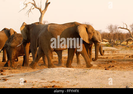 Loxodonta Africana Tembo oder Nduvo sind die größten Pflanzenfresser wildes Tier in der Welt Stockfoto