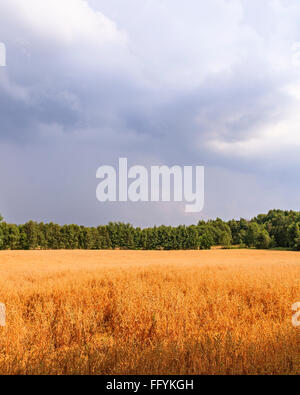 Golden farbig/farbige Feld mit Unharvested Weizen oder Gerste gefüllt an bewölkten bewölkt späten Sommernachmittag. Model Release: Nein Property Release: Nein. Stockfoto