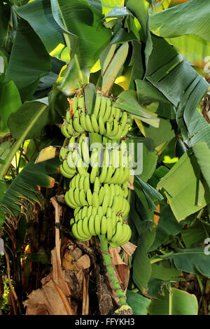 Ökologischen Landbau Banane am Nemawar Madhya Pradesh, Indien Stockfoto