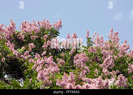 Lalbagh Garden in Bangalore, Karnataka Indien Asien Stockfoto