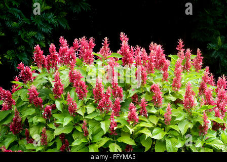 Lalbagh Botanical Garden in Bangalore, Karnataka Indien Asien - hsa 228199 Stockfoto