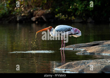 Malte Storch Durst Ranganathittu-Vogelschutzgebiet in Srirangapatna in der Nähe von Mysore im Karrnataka Indien Asien Stockfoto