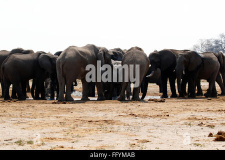 Loxodonta Africana Tembo oder Nduvo sind die größten Pflanzenfresser wildes Tier in der Welt Stockfoto