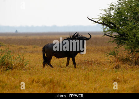 Riesige Herden von Gnus durchstreifen den afrikanischen Kontinent, schöner Anblick zu sehen, während auf safari Stockfoto