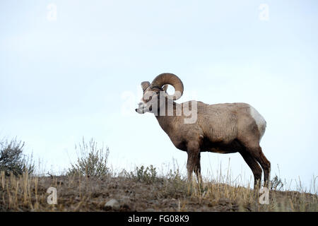 Bighorn Schafe (Ovis Canadensis) männlich, Ram, stehend auf Bergrücken, Yellowstone-Nationalpark, Wyoming, Montana, USA. Stockfoto