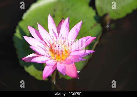 Lotus Nymphaea, Nymphaea Lotus, Seerose, Talegaon, Pune, Maharashtra, Indien, Asien Stockfoto
