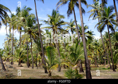 Kokospalmen gegen blauen Himmel, Dorf Bhogwe, Konkan, Bezirk Sindhudurga, Maharashtra, Indien, Asien Stockfoto