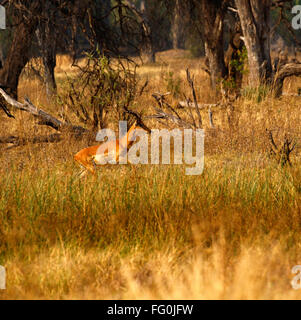 Impala sind tagaktiv, aktivsten kurz nach Sonnenaufgang und vor Sonnenuntergang. Sie verbringen die Nacht Fütterung und ausruhen. Zierliche Antilopen Stockfoto