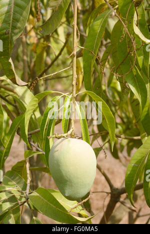 Kairi unreife grüne Mango Mangifera Indica auf Baum Batli Aam Bargeldgetreide Dorf Jambhulwadi Pen Raigad Maharashtra Stockfoto