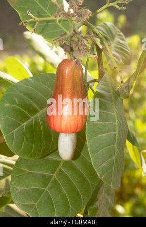 Reife rötlich Cashew-Frucht mit Samen am Baum Bargeldgetreide, Dorf Jambhulwadi, Stift, Raigad Bezirk, Maharashtra, Indien Stockfoto