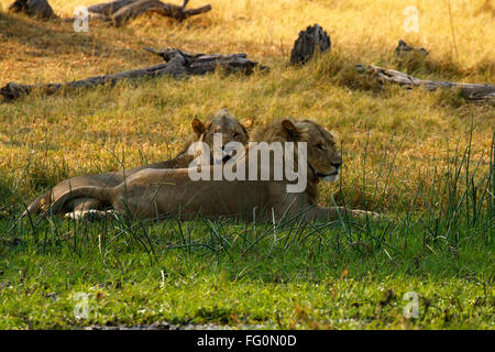 Zwei prächtige Löwe-Brüder mit blonden Mähnen, königliche schöne wilde Tiere auf Safari zu sehen. Afrikas Raubfisch Stockfoto