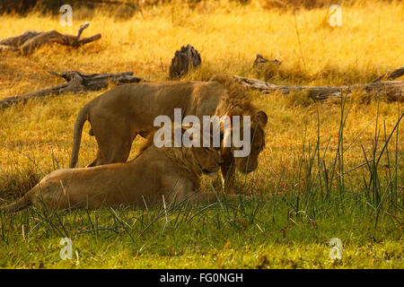 Zwei prächtige Löwe-Brüder mit blonden Mähnen, königliche schöne wilde Tiere auf Safari zu sehen. Afrikas Raubfisch Stockfoto