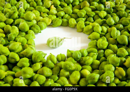 Getreide, unpeel frische Impulse mit Schale grüne Kichererbsen Hara Chana Cicer arietinum Stockfoto