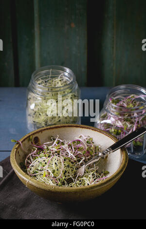 Frische Sprossen-Salat Stockfoto