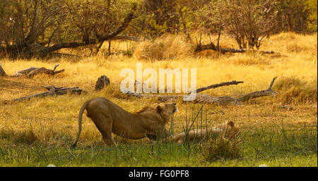 Zwei prächtige Löwe-Brüder mit blonden Mähnen, königliche schöne wilde Tiere auf Safari zu sehen. Afrikas Raubfisch Stockfoto