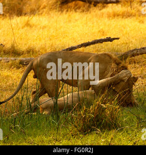 Zwei prächtige Löwe-Brüder mit blonden Mähnen, königliche schöne wilde Tiere auf Safari zu sehen. Afrikas Raubfisch Stockfoto