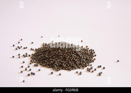 Schwarze Senfsamen Rai Brassica nigra Brassica juncea Brassica hirta Sinapsis alba auf weißem Hintergrund Stockfoto