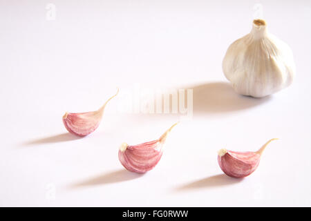 Indisches Gewürz, Knoblauch Zwiebeln und Knoblauchzehen Lahsun Allium Sativum auf weißem Hintergrund Stockfoto