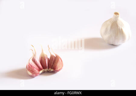 Indisches Gewürz, Knoblauch Zwiebeln und Knoblauchzehen Lahsun Allium Sativum auf weißem Hintergrund Stockfoto