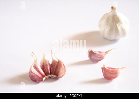 Indisches Gewürz, Knoblauch Zwiebeln und Knoblauchzehen Lahsun Allium Sativum auf weißem Hintergrund Stockfoto