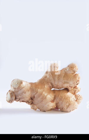 Indisches Gewürz, Ginger Adrak Zingiber Officinale auf weißem Hintergrund Stockfoto