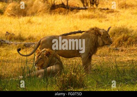 Zwei prächtige Löwe-Brüder mit blonden Mähnen, königliche schöne wilde Tiere auf Safari zu sehen. Afrikas Raubfisch Stockfoto