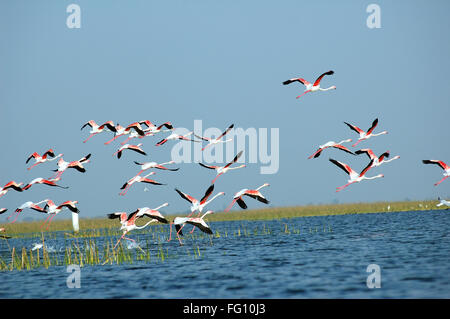 Flamingo Vögel fliegen, nal sarovar Vogelschutzgebiet, Gujarat, Indien - Raj 203786 Stockfoto