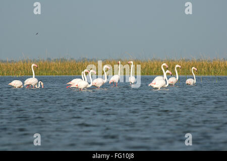 Flamingo Vögel im Wasser; Nalsarovar; Gujarat; Indien Stockfoto