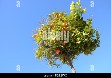 Valencia orange Baum unter Blues Himmel Stockfoto