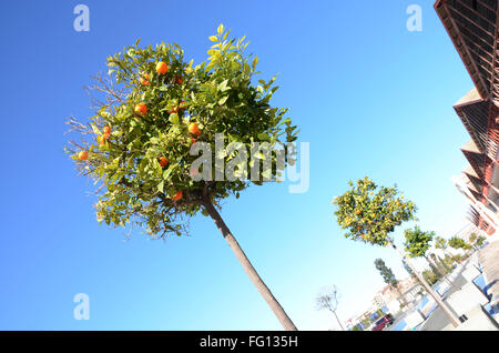 Valencia orange Bäume unter Blues Himmel Stockfoto