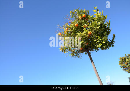 Valencia orange Baum unter Blues Himmel Stockfoto