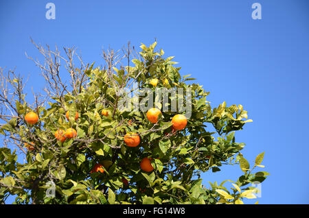 Valencia orange Baum unter Blues Himmel Stockfoto