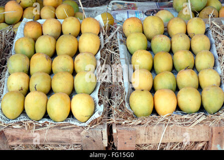 Früchte; Alphonso Mango zwei Box für Verkauf im shop Stockfoto