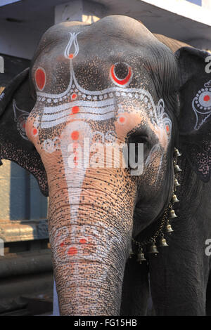 Elefanten im Tempel Kanchi Kamakoti Peetam Sri Kamakshi Ambal, Distrikt Kanchipuram, Staat Tamil Nadu, Indien Stockfoto