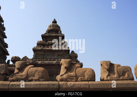 Nandi Statuen am Ufer Tempelkomplex, Mahabalipuram, Bezirk Chengalpattu, Tamil Nadu, Indien zum UNESCO-Weltkulturerbe Stockfoto