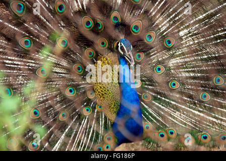 Pfau Indischer Nationalvogeltanz Pfau mit geöffneter Feder Stockfoto