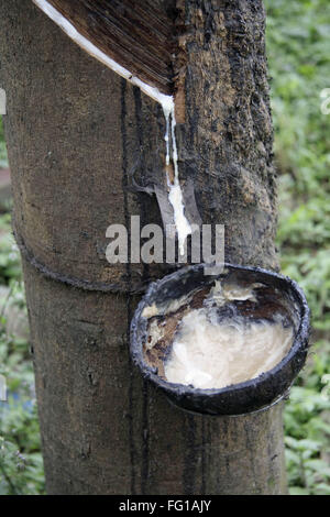 Abhören von Naturkautschuk aus Gummibaum, Kottayam, Kerala, Indien Stockfoto