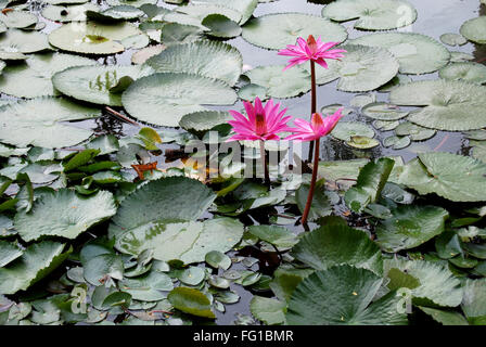 Rosa Seerose in lokalen Teich, Jodhpur, Rajasthan, Indien Stockfoto