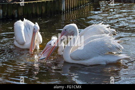 Östliche weiße Pelikane (Pelecanus Onocrotalus) ernähren sich von Fisch Stockfoto